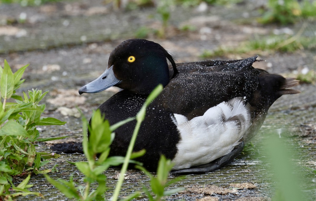 Tufted Duck - ML621417876