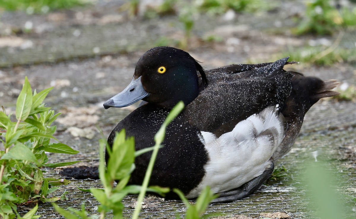 Tufted Duck - ML621417877