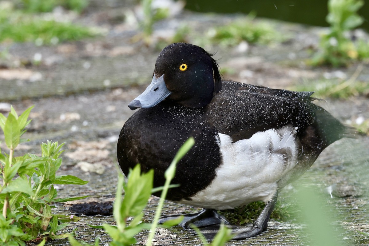 Tufted Duck - ML621417878