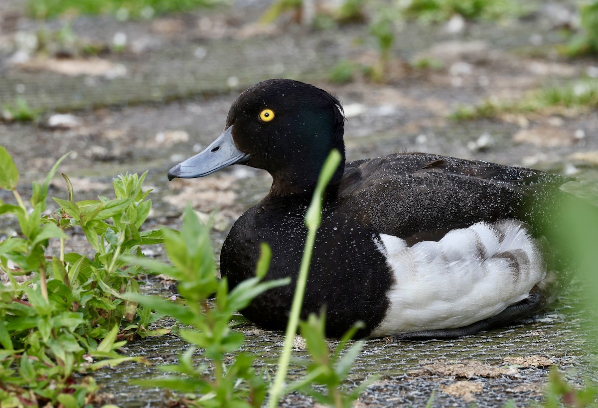 Tufted Duck - ML621417879