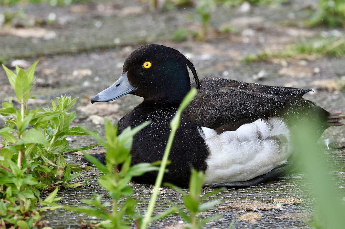 Tufted Duck - ML621417880