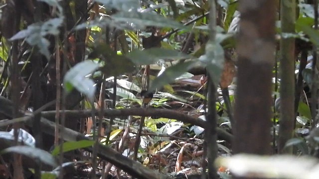 White-fronted Manakin - ML621417922