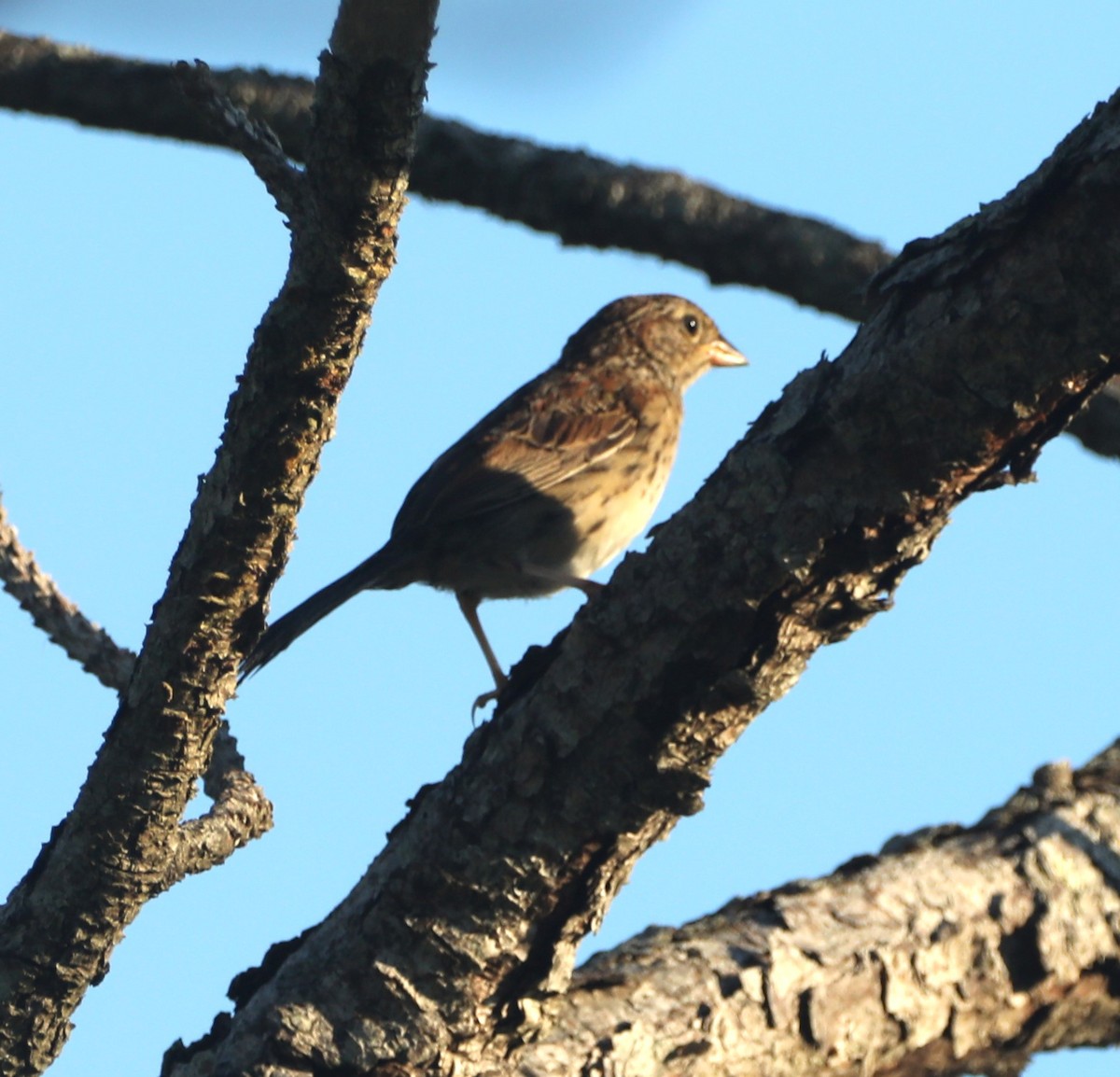 Bachman's Sparrow - ML621417923