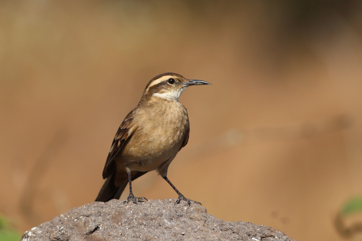 Long-tailed Cinclodes (Cipo) - ML621417994