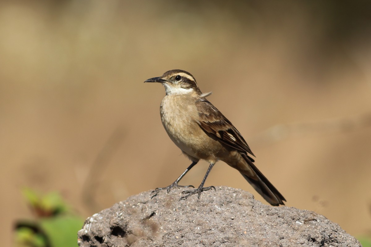 Long-tailed Cinclodes (Cipo) - ML621417995