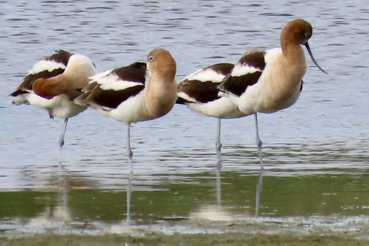 American Avocet - ML621418183