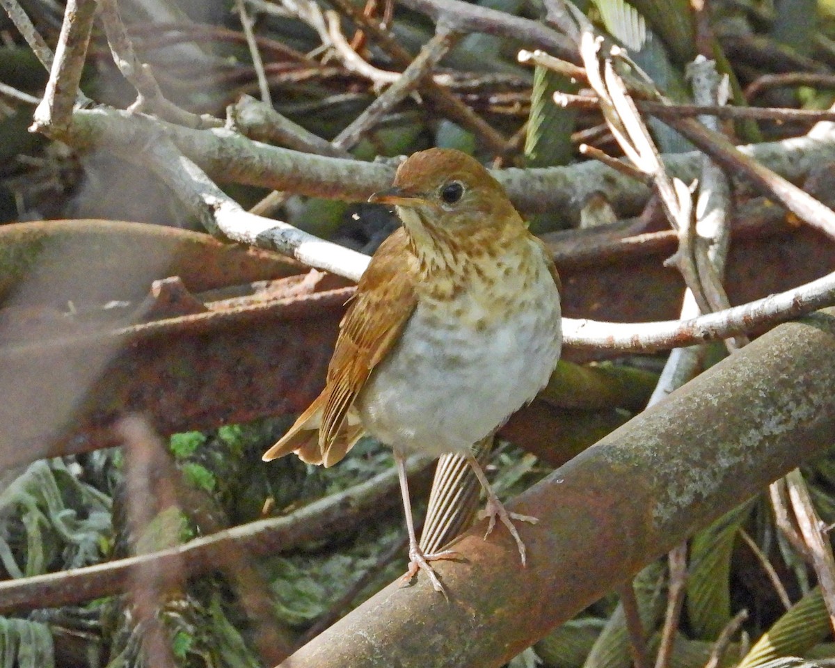 Veery - Aubrey Merrill