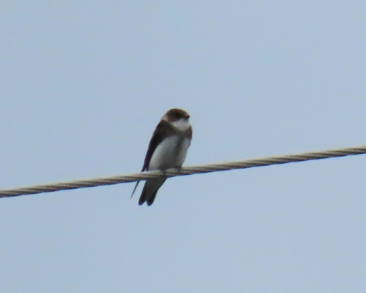 eBird Checklist - 12 Jul 2024 - Merrill Creek Reservoir--Scotts ...