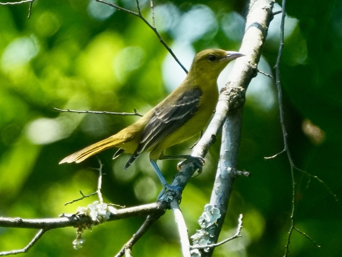 Orchard Oriole - ML621418435