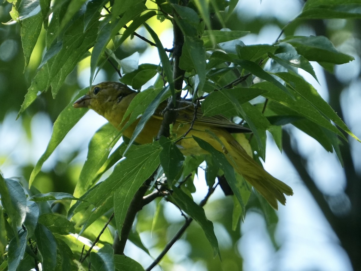 Summer Tanager - ML621418437