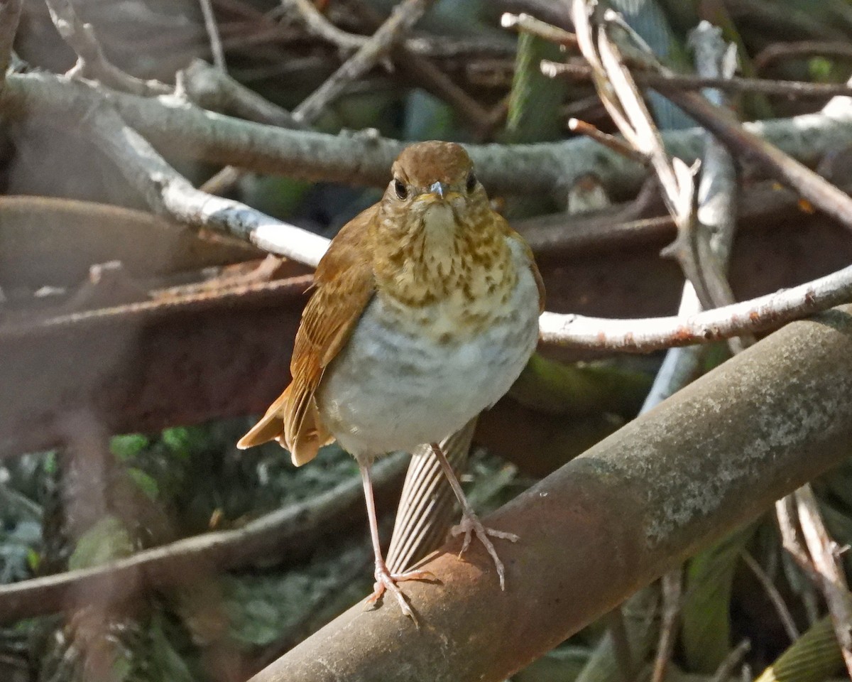 Veery - ML621418454