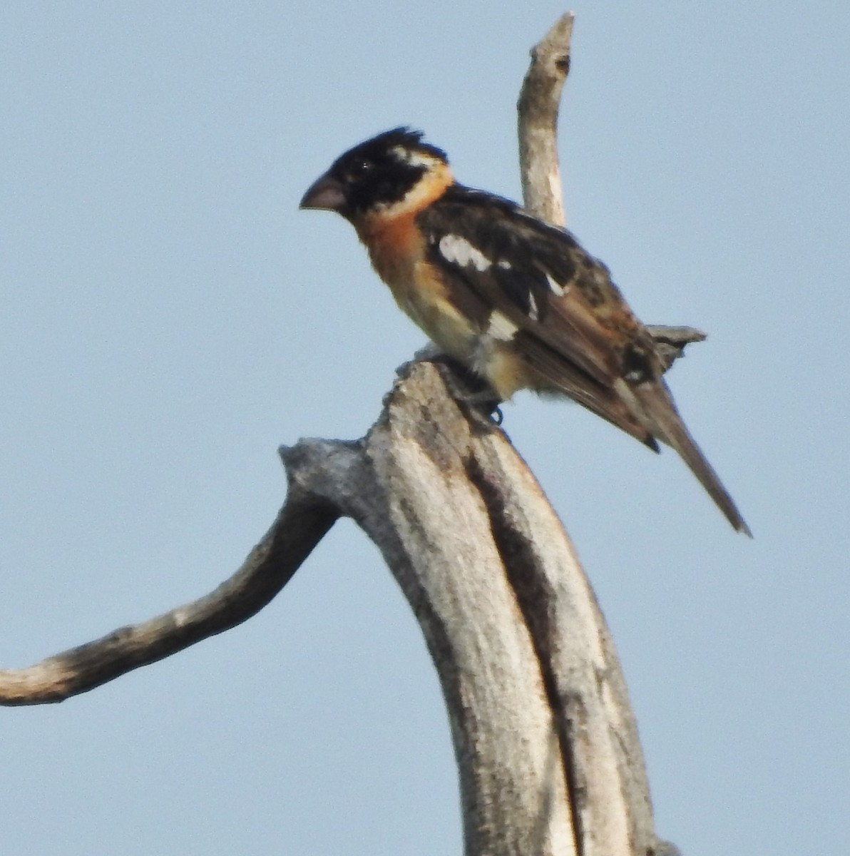 Black-headed Grosbeak - ML621418456