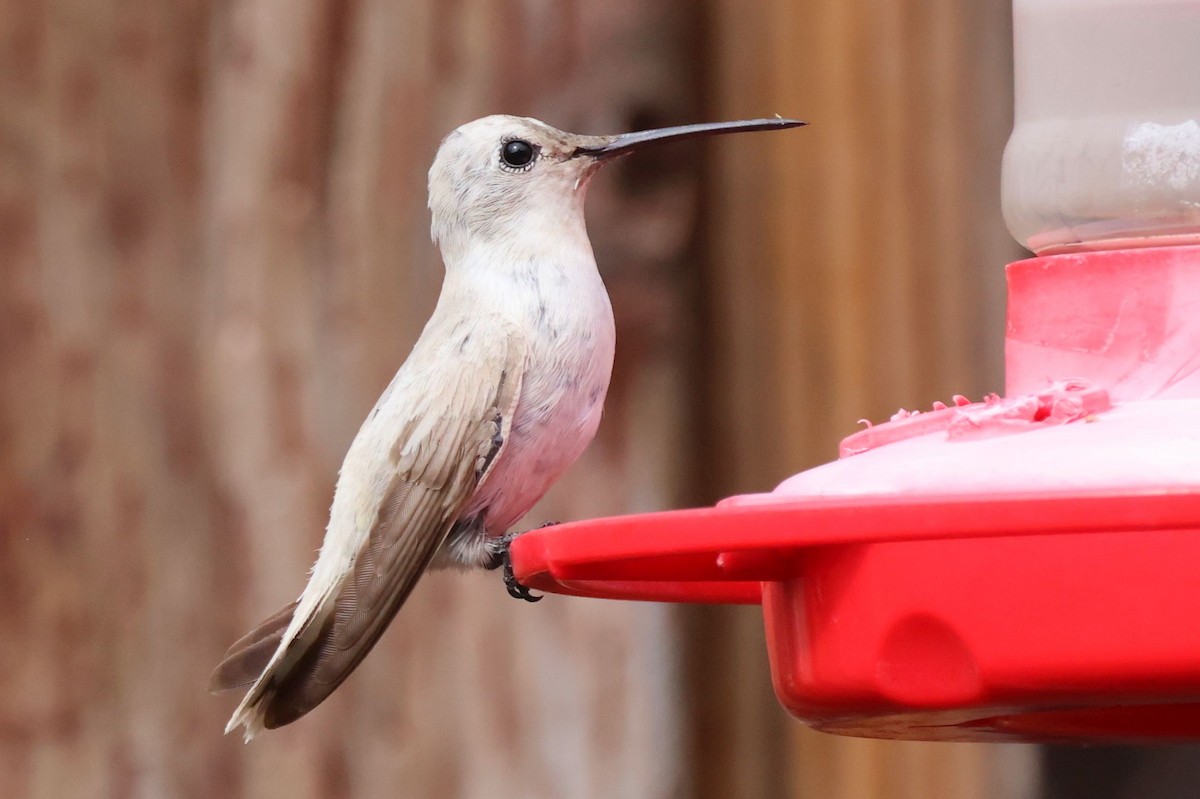 Black-chinned Hummingbird - ML621418459