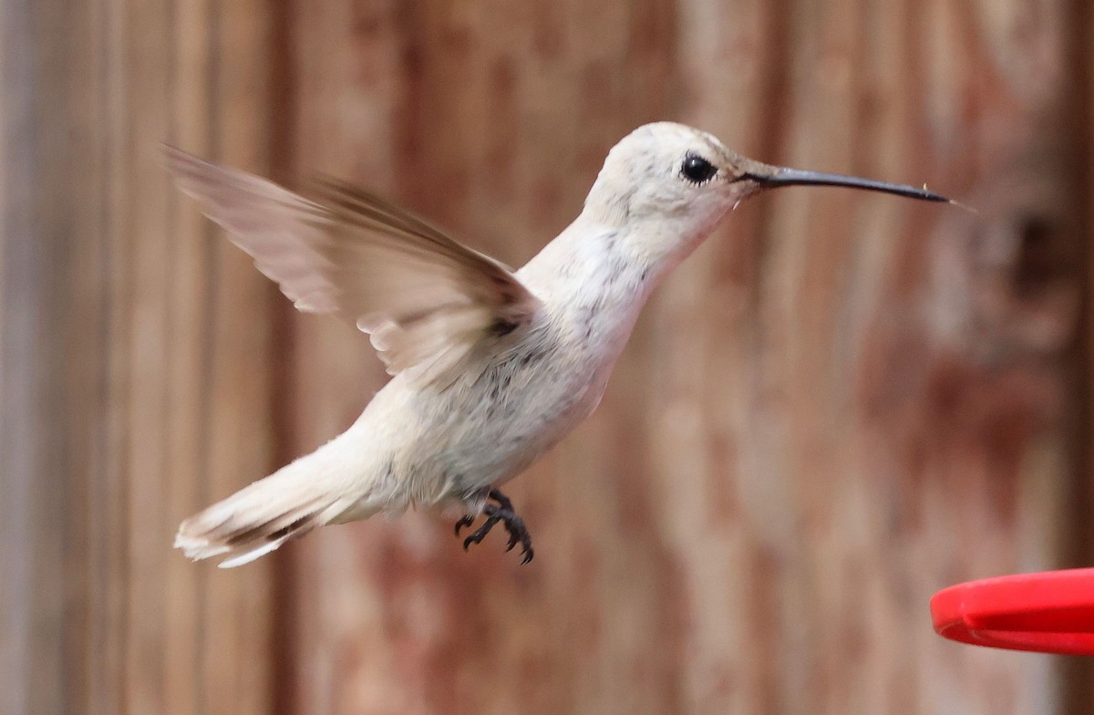 Black-chinned Hummingbird - ML621418462