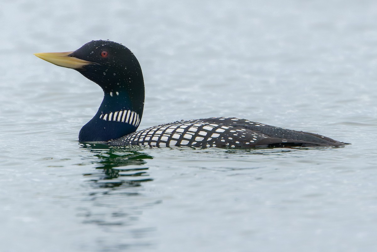 Yellow-billed Loon - ML621418470