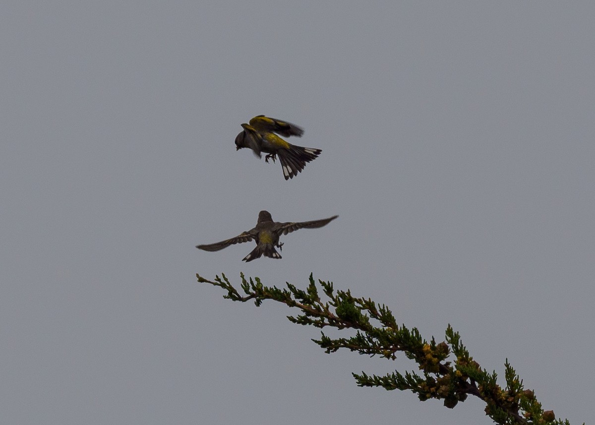 Lawrence's Goldfinch - ML621418472