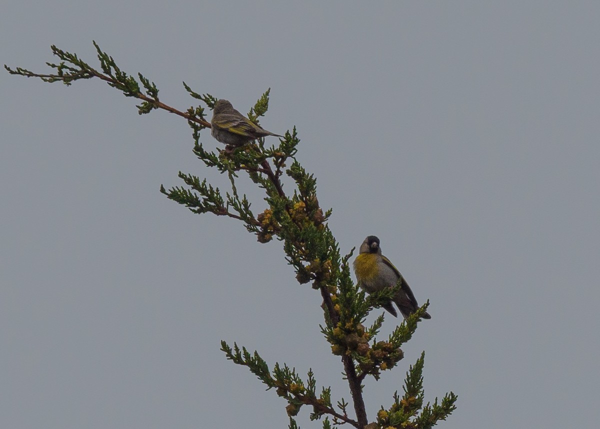 Lawrence's Goldfinch - ML621418475