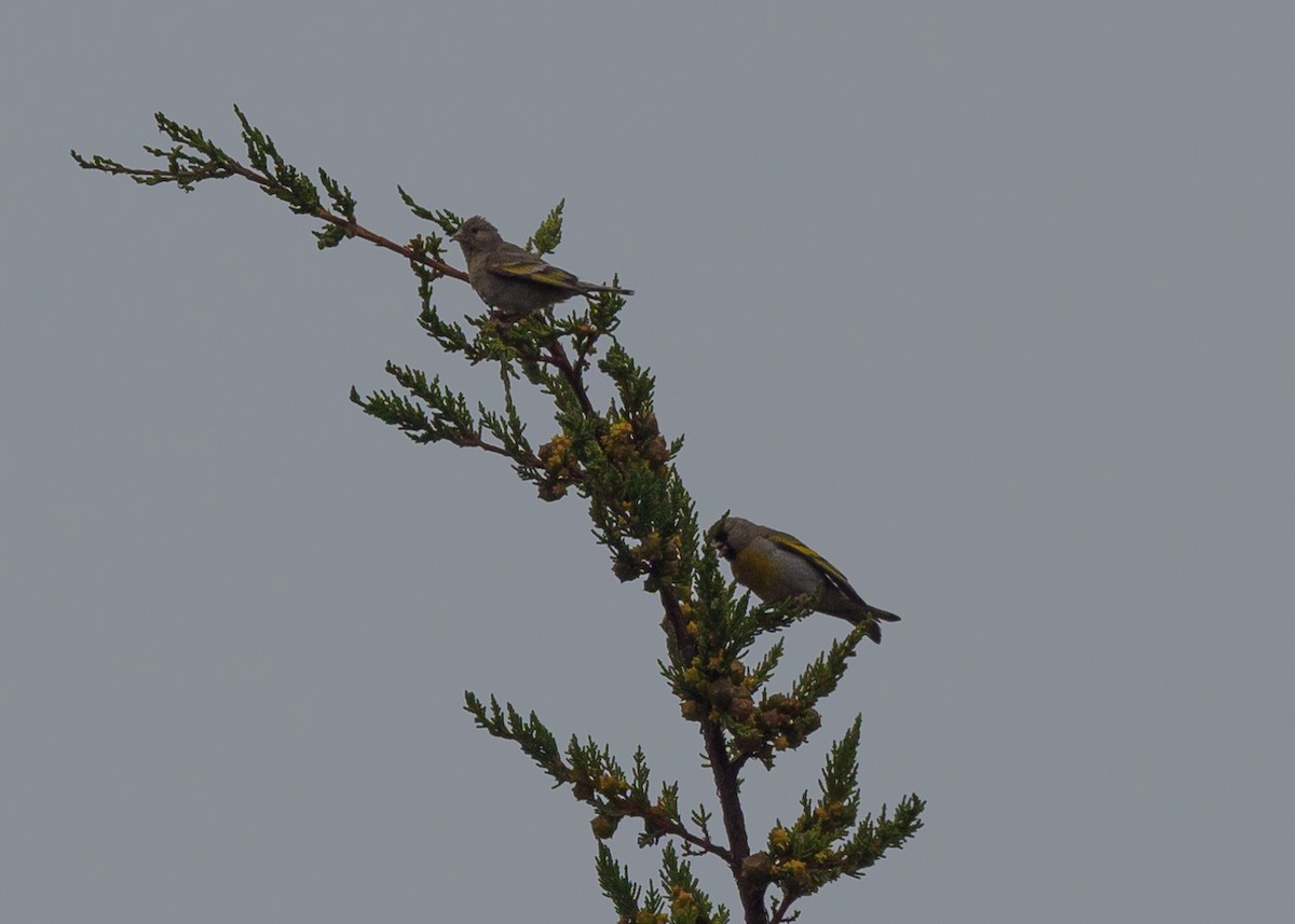 Lawrence's Goldfinch - ML621418476