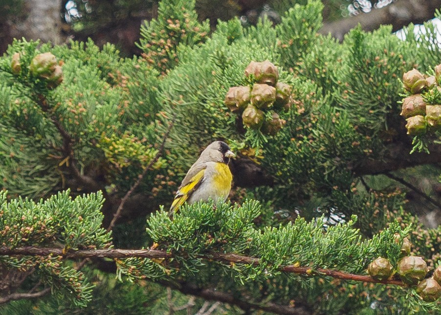 Lawrence's Goldfinch - Grace Sanchez