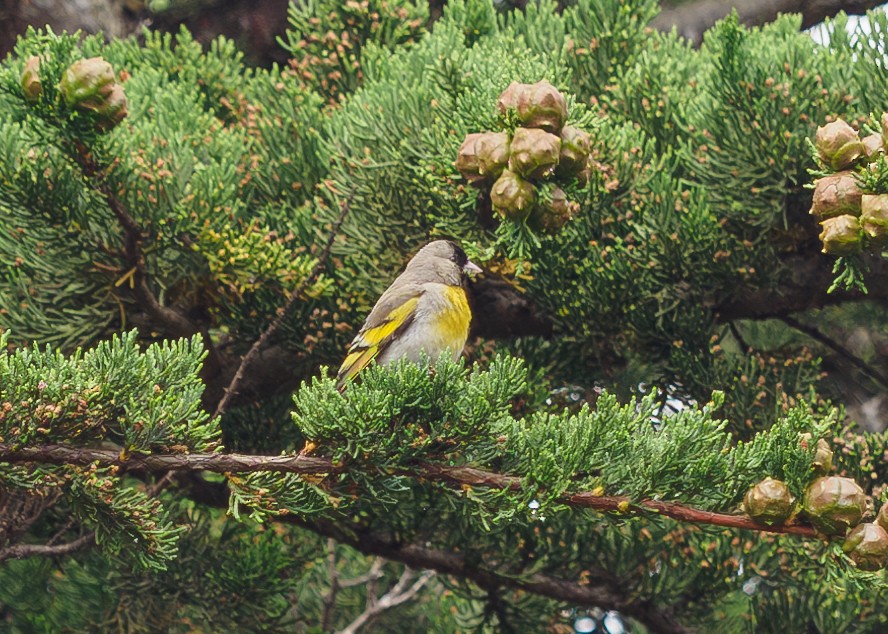 Lawrence's Goldfinch - ML621418478