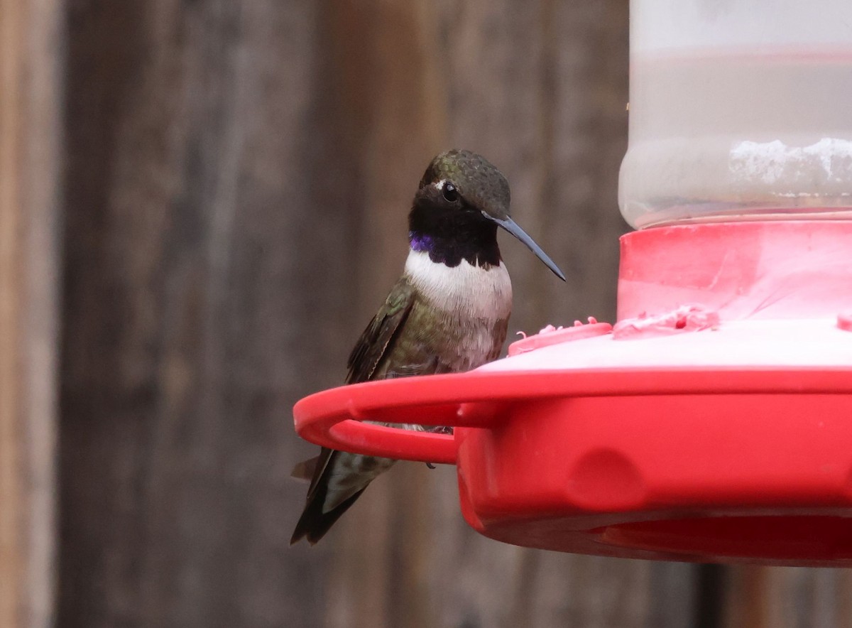 Black-chinned Hummingbird - ML621418512