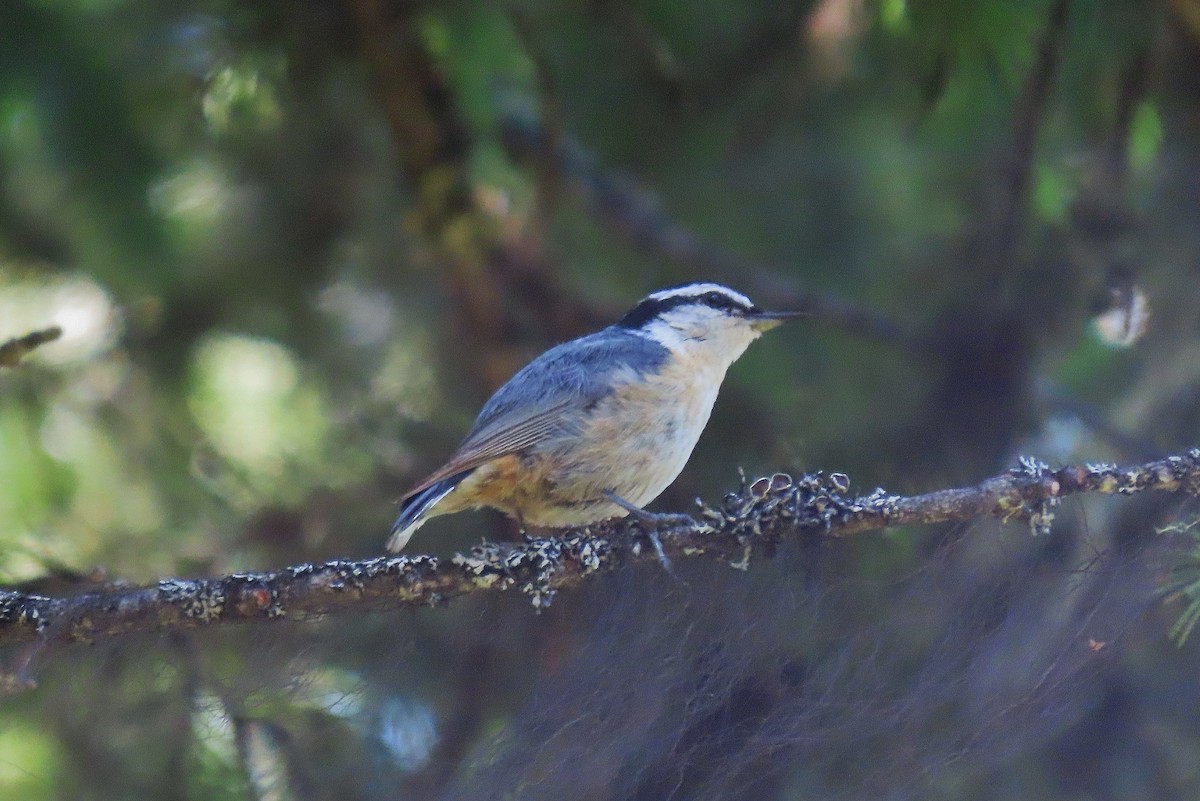 Red-breasted Nuthatch - ML621418579