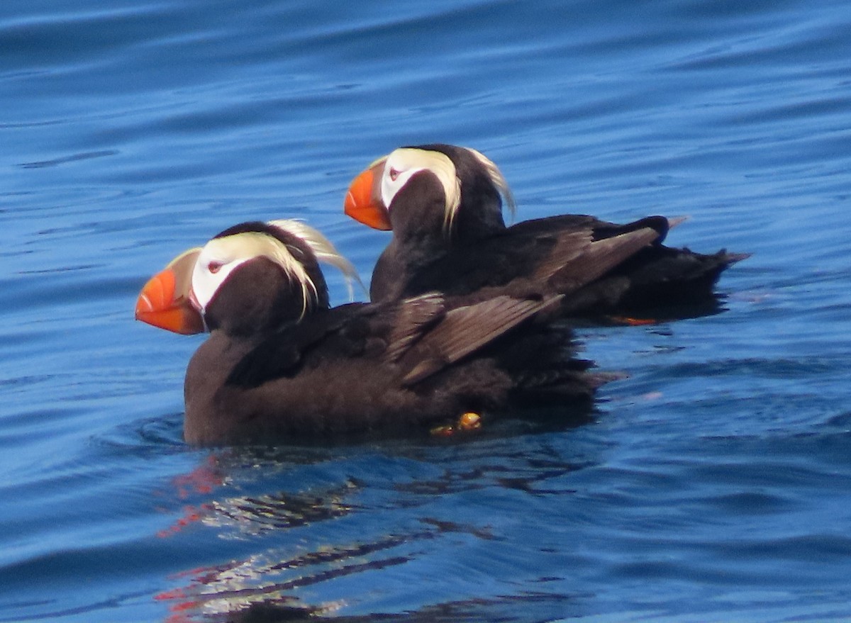 Tufted Puffin - ML621418588