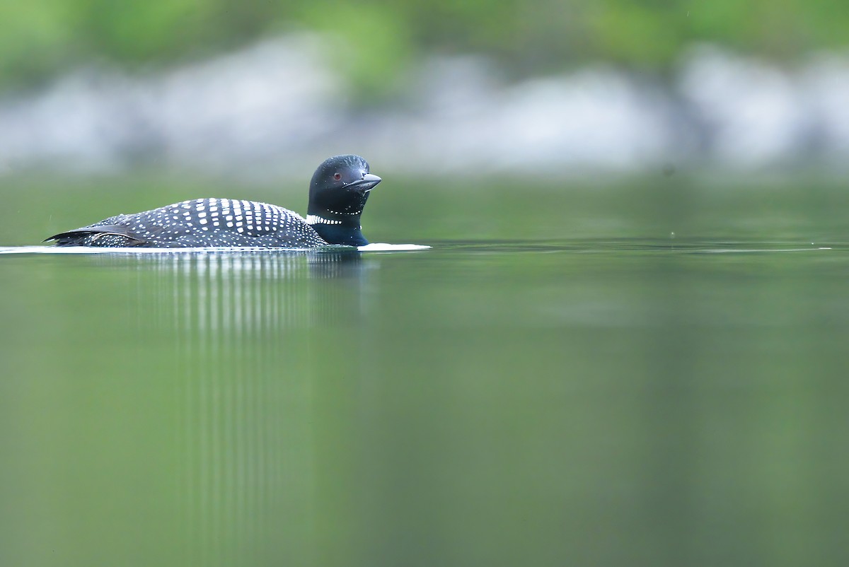 Common Loon - Asher  Warkentin