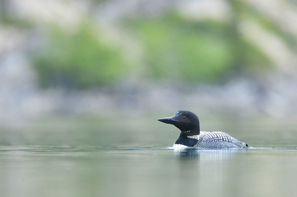 Common Loon - ML621418597