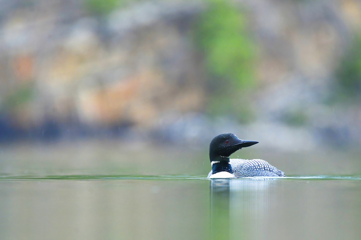 Common Loon - ML621418599