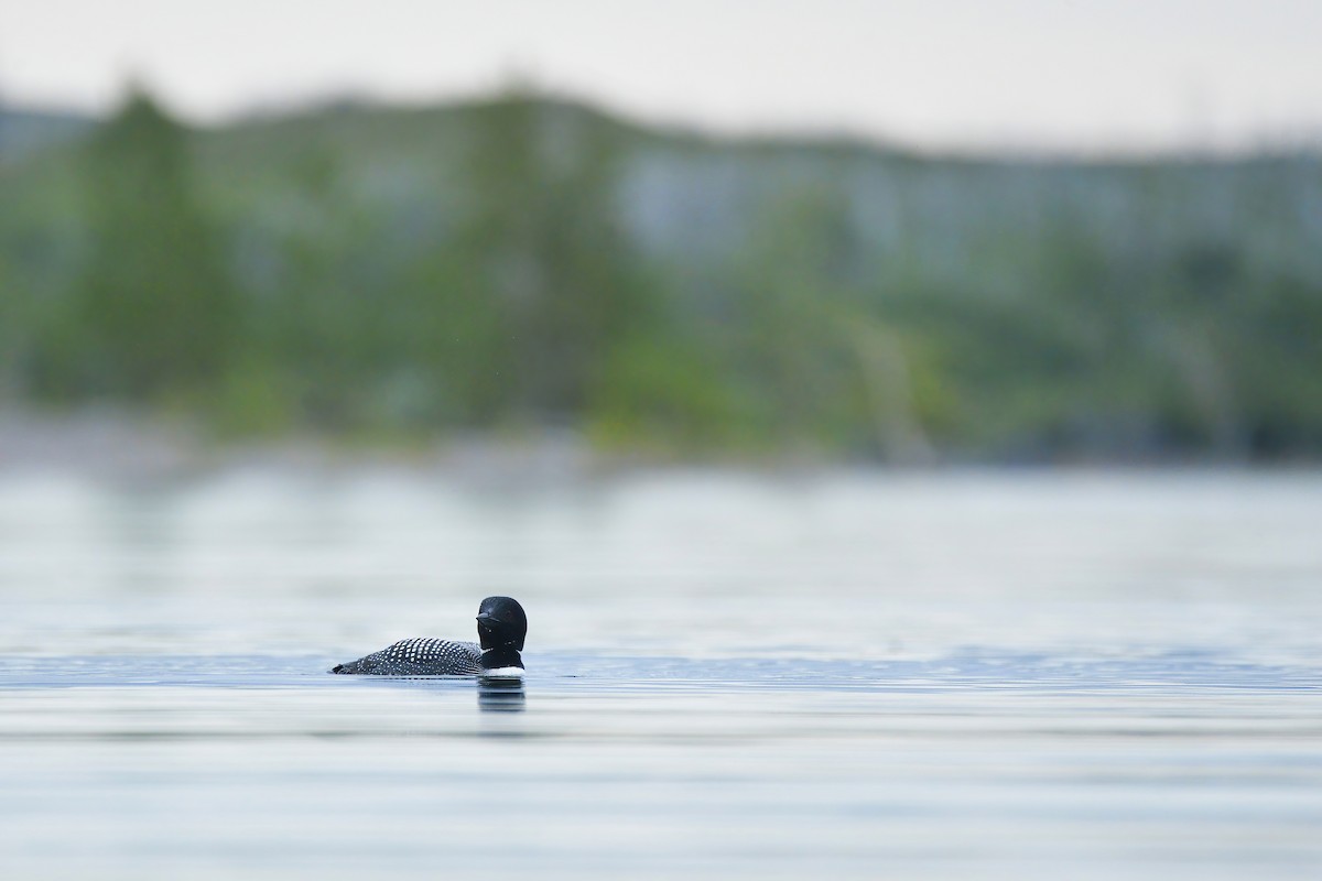 Common Loon - ML621418604