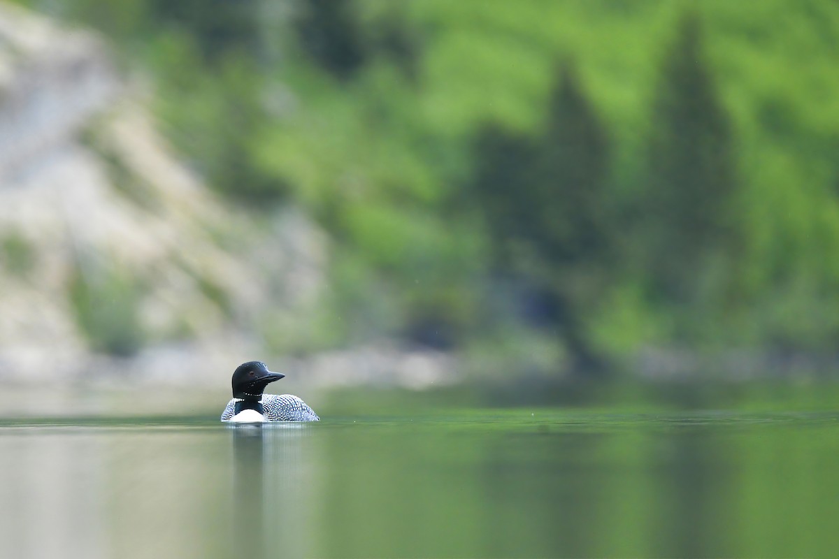 Common Loon - Asher  Warkentin