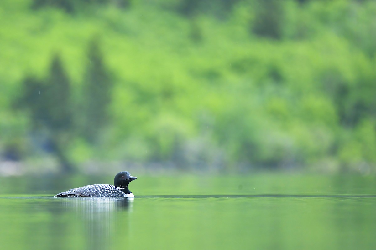 Common Loon - ML621418606