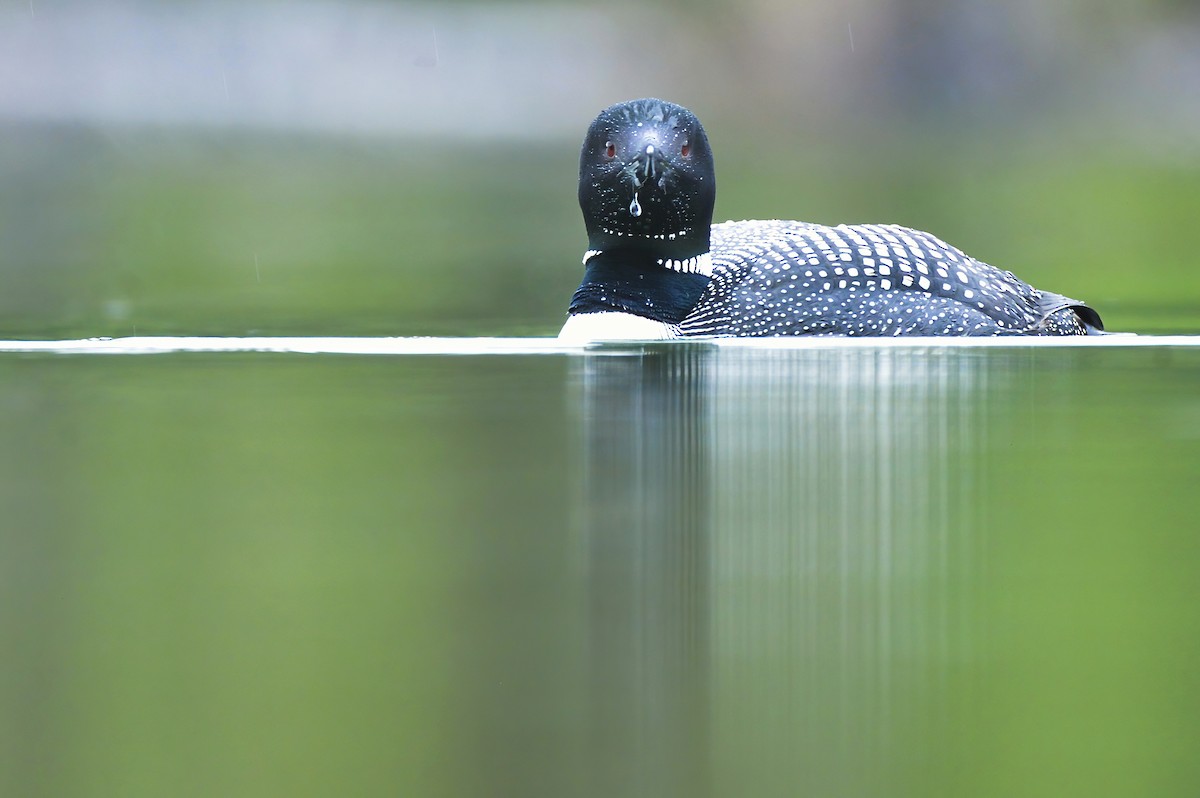 Common Loon - ML621418610