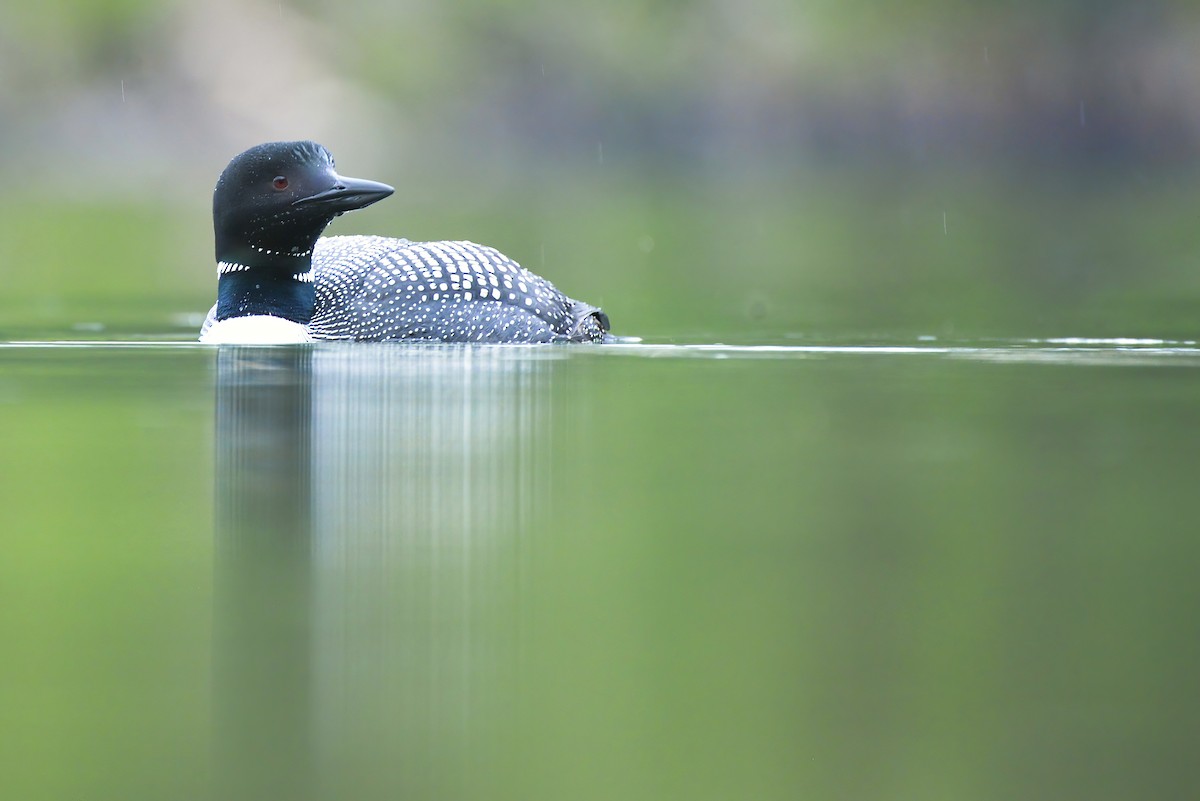 Common Loon - ML621418616