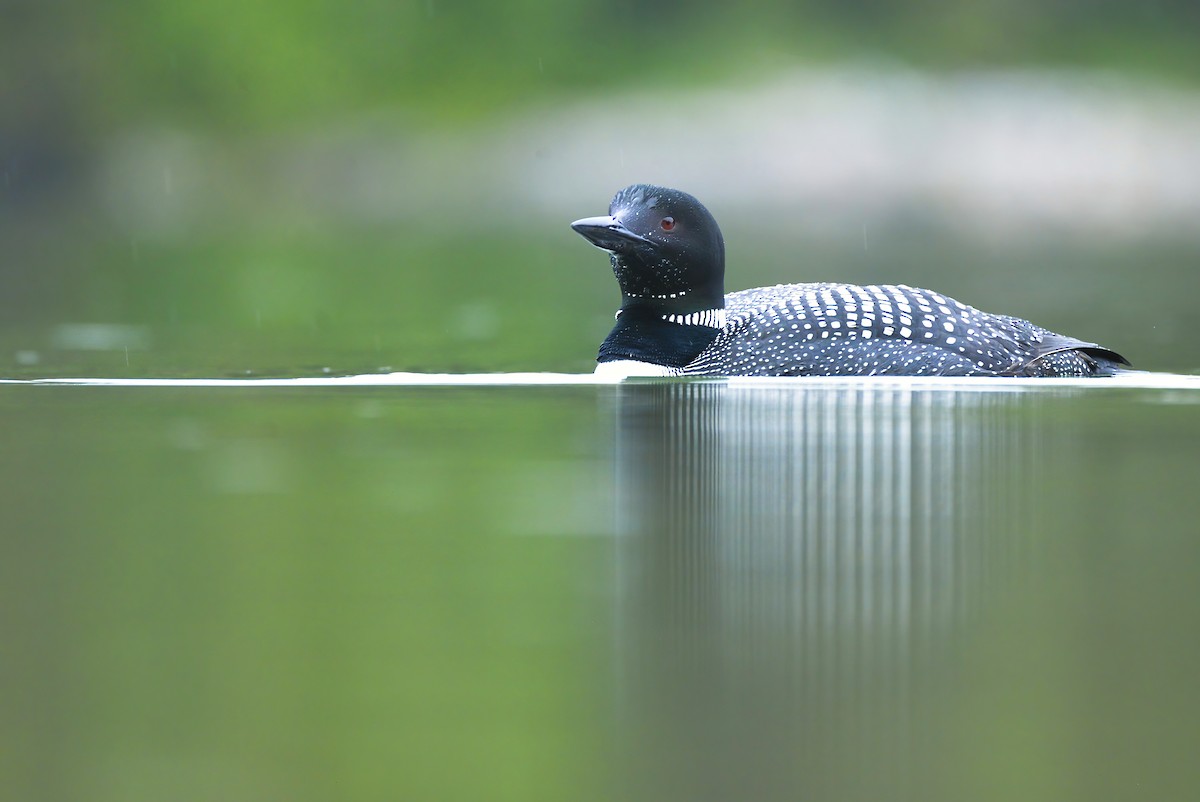 Common Loon - ML621418636