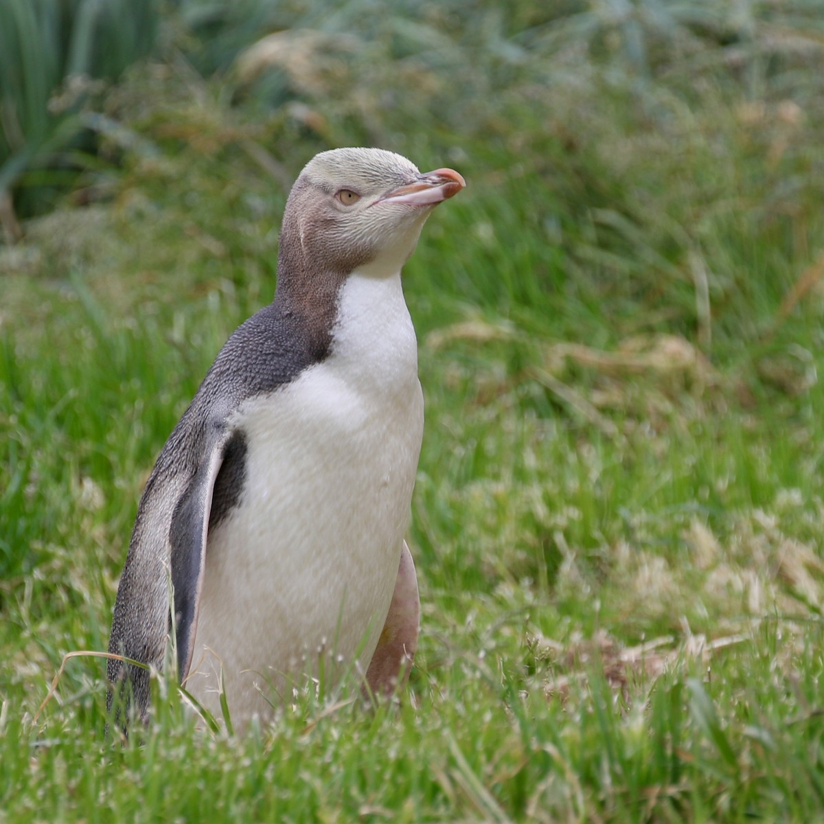 Yellow-eyed Penguin - ML621418657