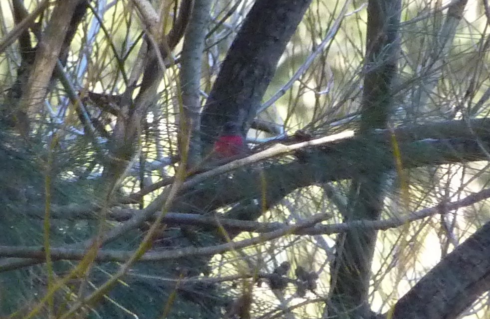 Rose Robin - ML621418660