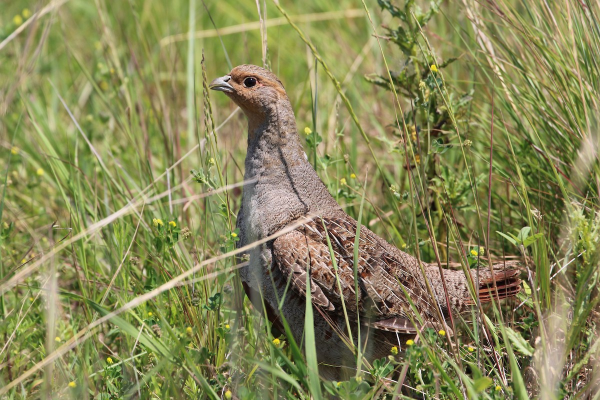 Gray Partridge - ML621418674