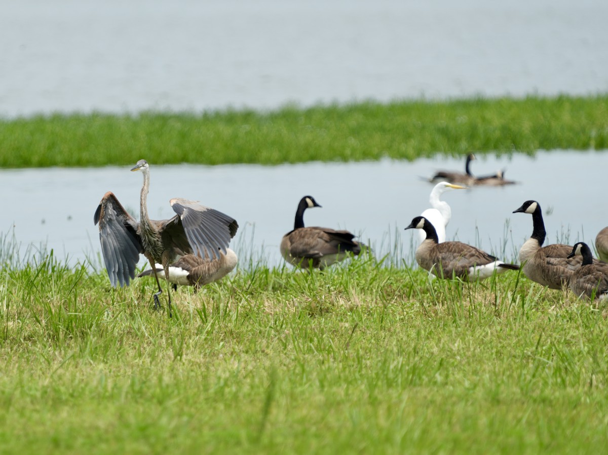 Canada Goose - Tami Reece