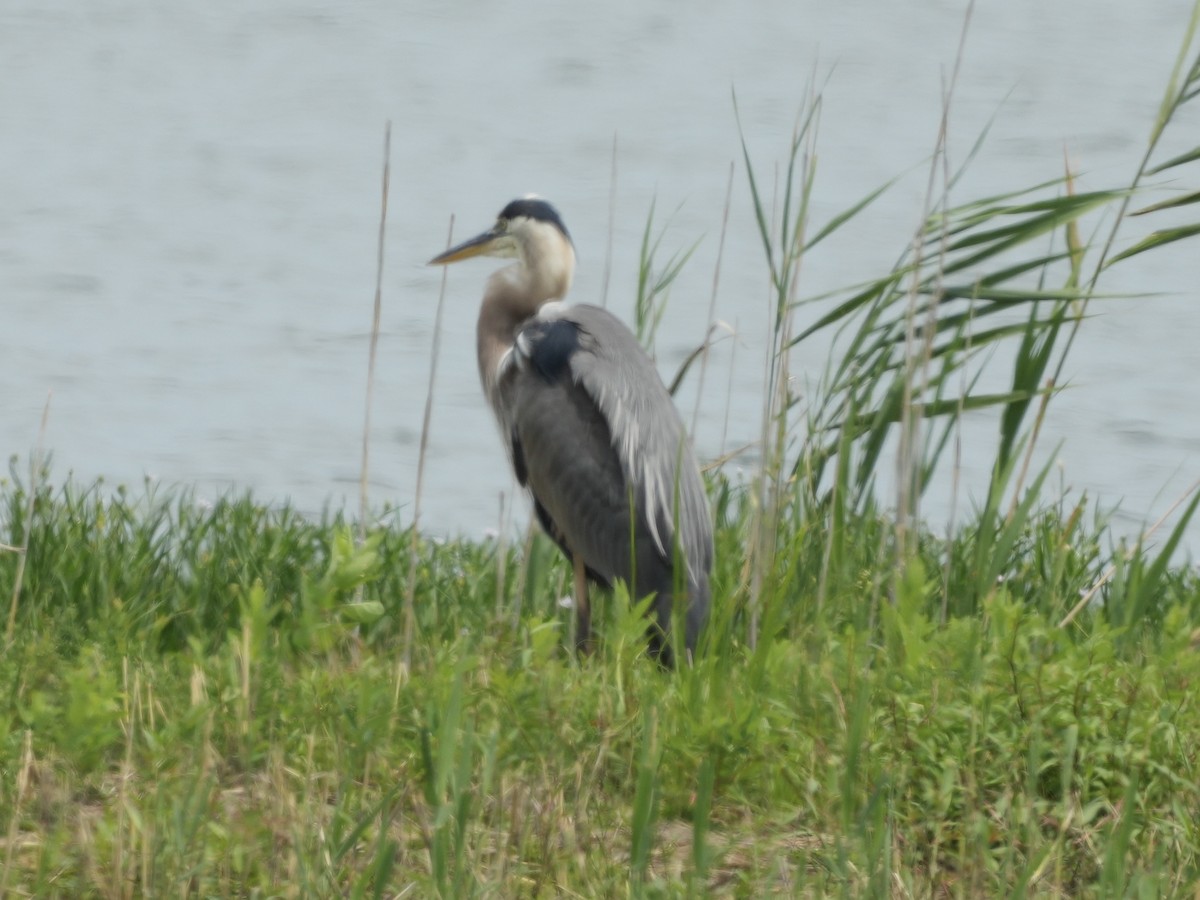 Great Blue Heron - ML621418706