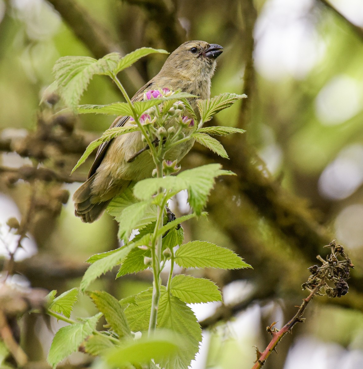 Small Tree-Finch - ML621418725