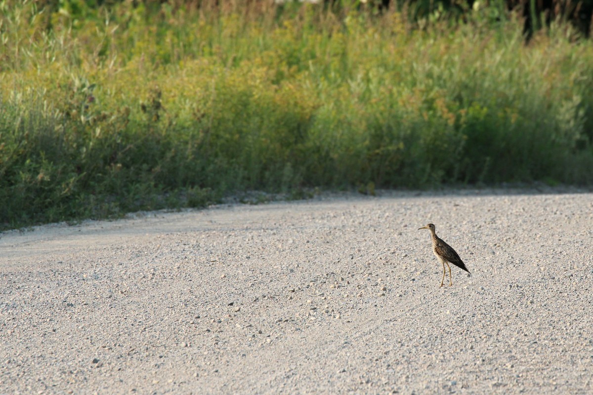 Upland Sandpiper - ML621418740