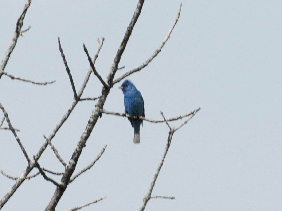 Indigo Bunting - Tami Reece