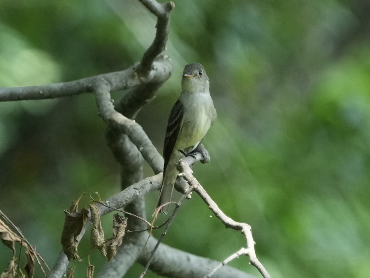 Eastern Wood-Pewee - ML621418777