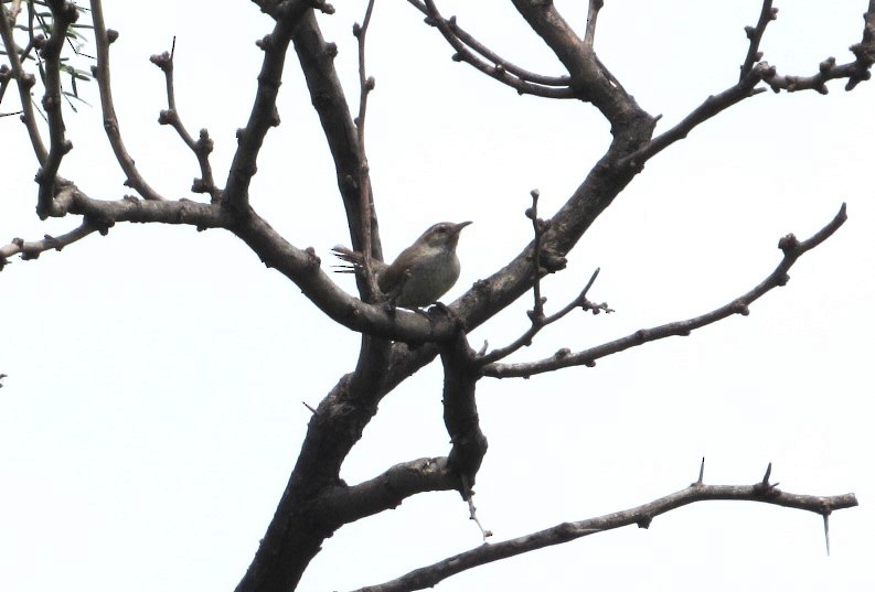 Bewick's Wren - ML621418806