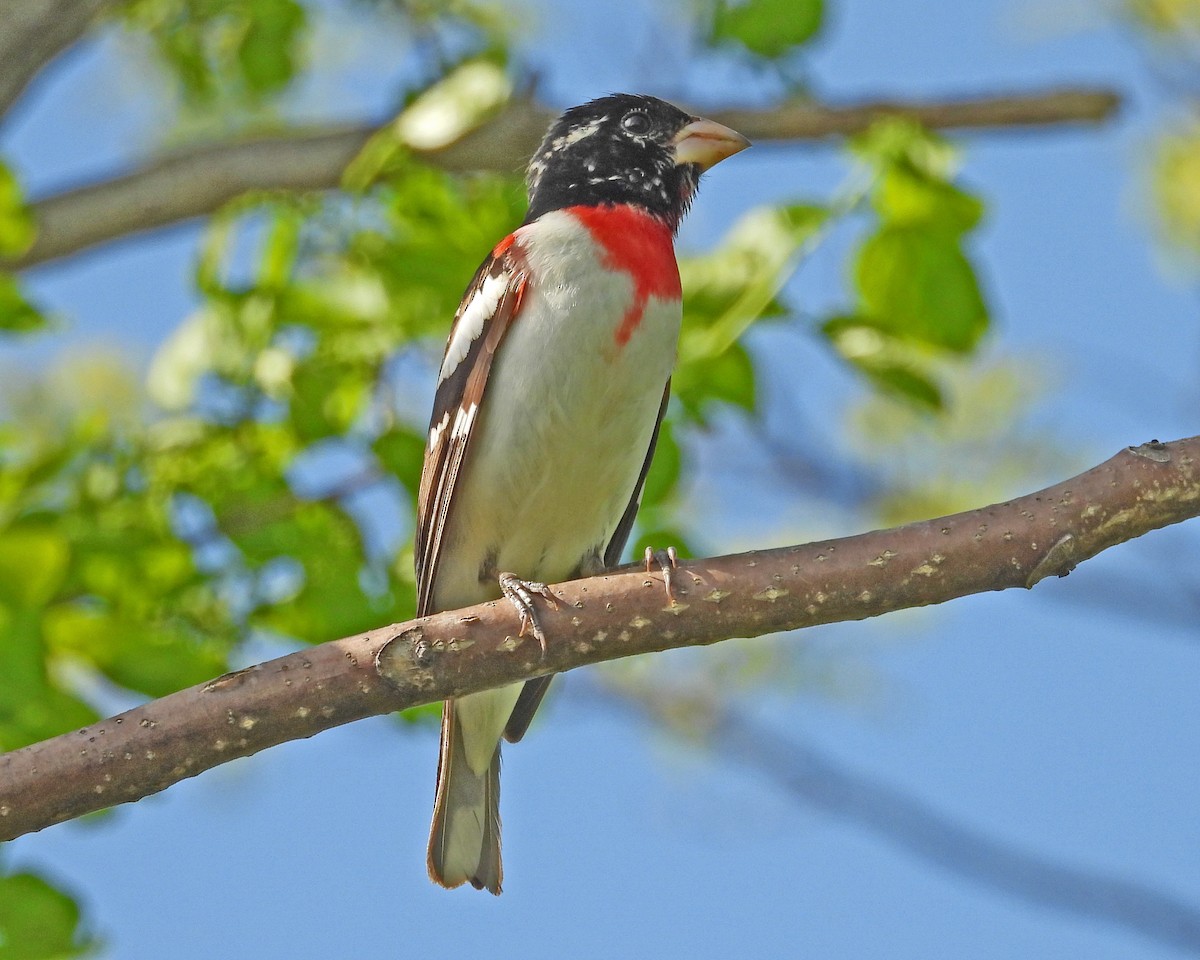 Rose-breasted Grosbeak - ML621418809