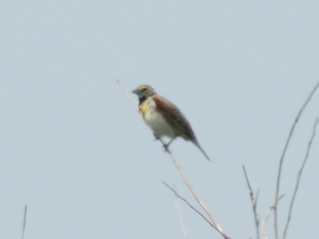 Dickcissel - ML621418850