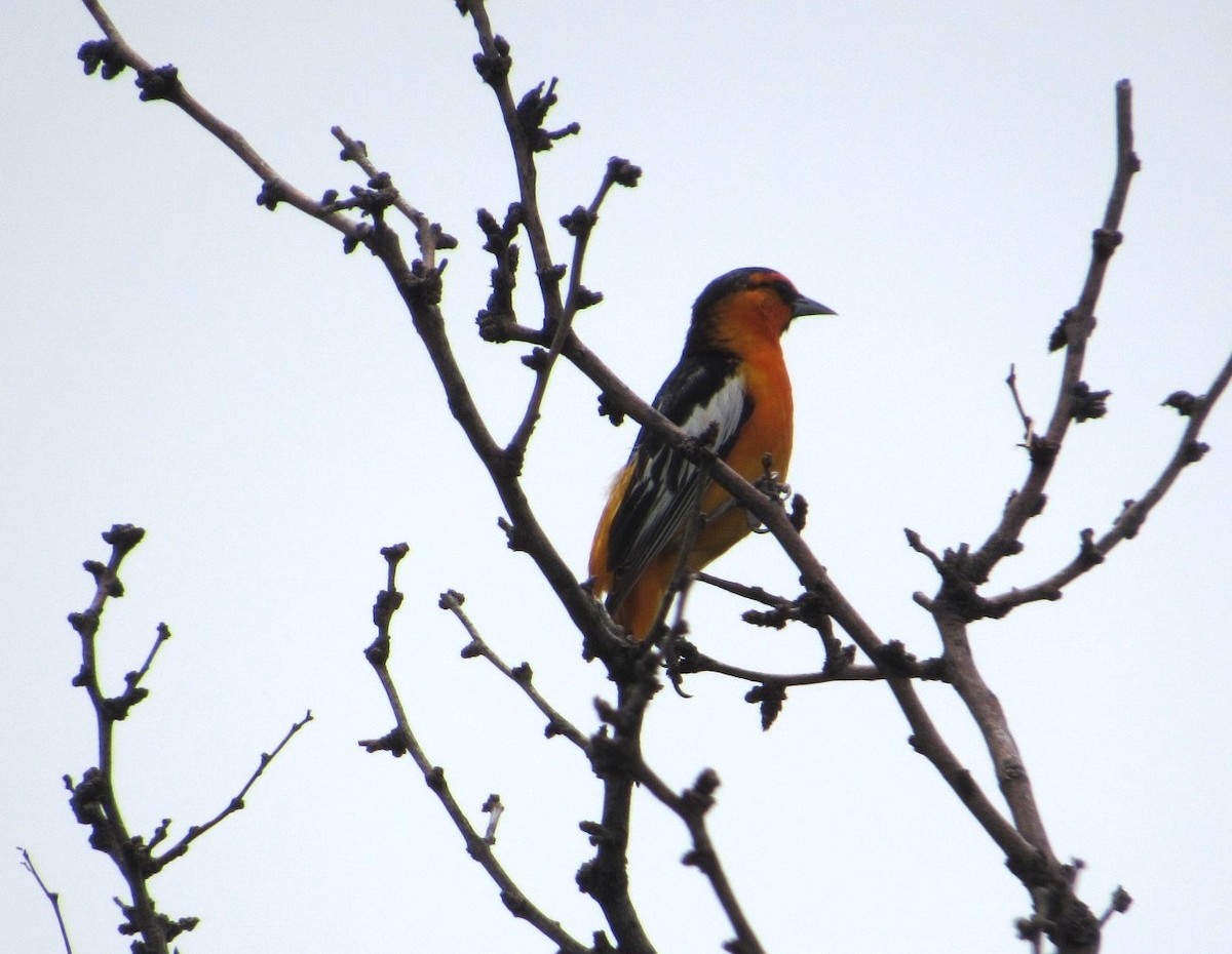 Oriole de Bullock - ML621418854