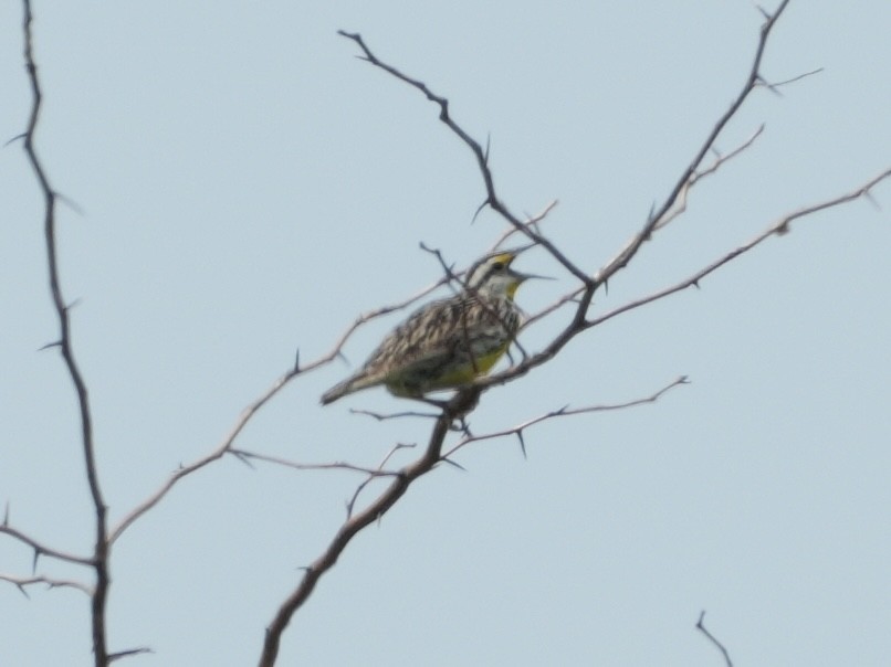 Eastern Meadowlark - ML621418886